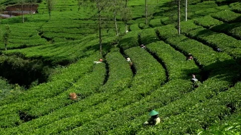 View of tea picking in a tea plantation in the hills Stock-Footage 292506314