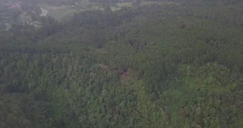 View of tea plantation and pine trees in cloudy from a height using a drone 스톡 동영상 268956736