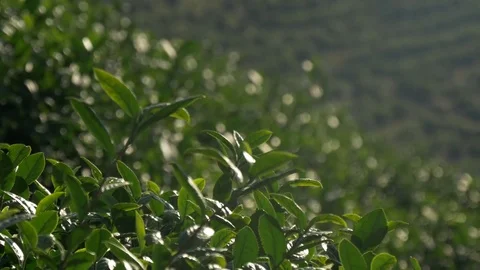View of a tea plantation Stock Footage 73890684