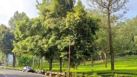 View of the tea plantation road Stock Footage 297704206