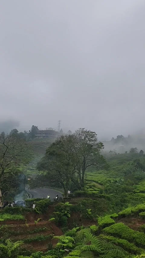 The view of the tea plantation on the side of the road with fog is aesthetic Stock Footage 284752179