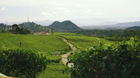 View of tea plantations and hills Stock Footage 85656366