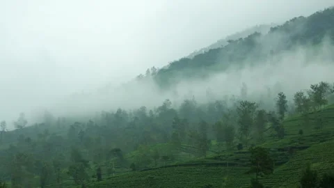 View of tea plantations in the misty mountains Stock Footage 320030477