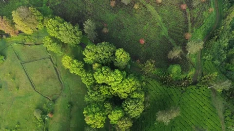View of tea plantations, trees and vast green grass using drone in Ciwidey 스톡 동영상 281146581