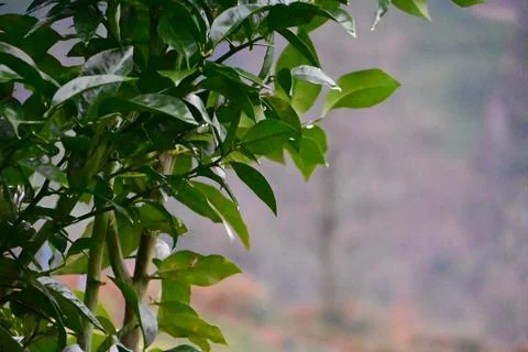 View of tea tree leaves growing at the foot of the mountain Stock Photos