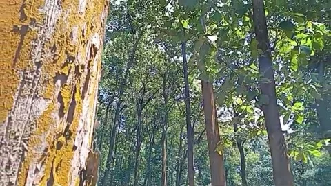 View of teak forest appears to be covered in yellowish moss. Stock Footage 332977564