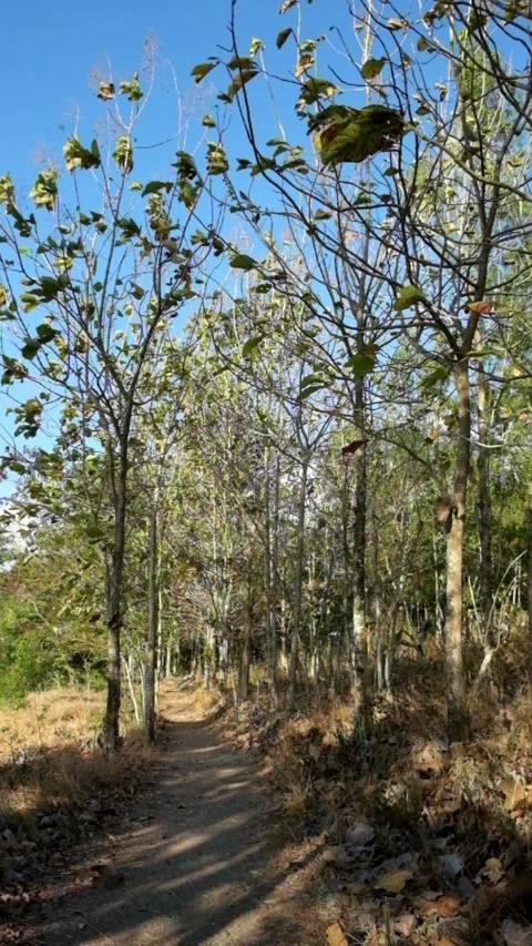 View of a teak forest in the countryside Stock Footage 291522534