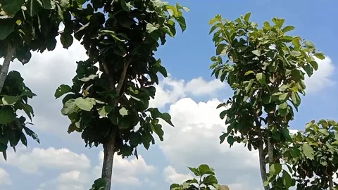 A view of teak leaf trees Stock Footage 239894334