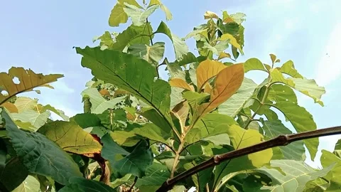 View of teak tree leaves with a blue sky background with white clouds Stock Footage 311743725
