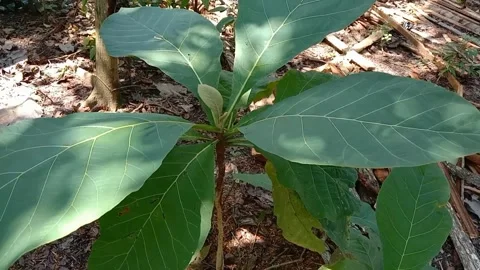 View of teak tree leaves Stock Footage 240528653