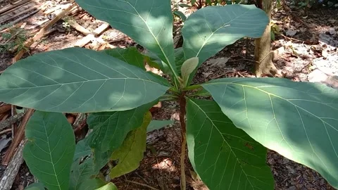 View of teak tree leaves Stock Footage 240530456