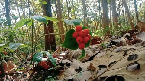 View of teak tree with red berries Stock Footage 312627824