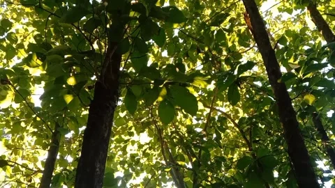 View of teak trees Stock Footage 235601348