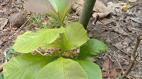View of teak trees Stock Footage 237413765