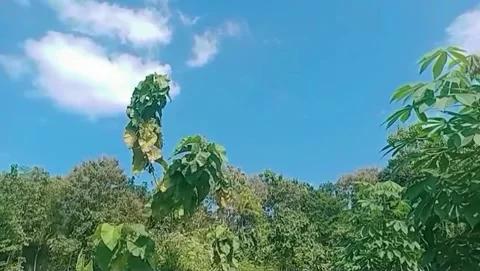 View of teak trees in the forest with a blue sky background with white clouds Stock Footage 311840059