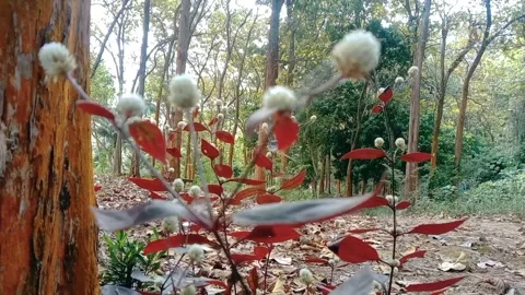 View of teak trees in the forest with white liyar flower grass Stock Footage 312626684