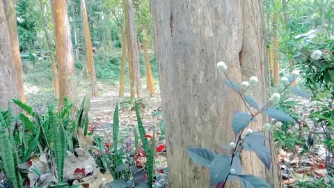 View of teak trees with white liyar flowers in the forest Stock Footage 312625606