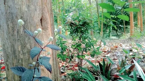 View of teak trees with wild flower grass Stock Footage 312625654