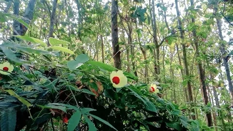 View of teak trees with yellow liyar flower grass Stock Footage 312627467