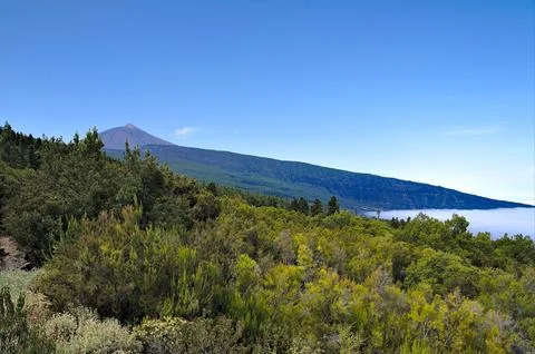 View on the Teide along the road 库存照片