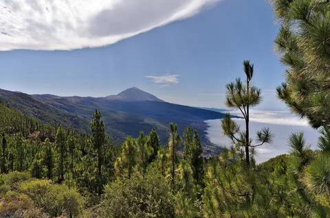 View on the Teide along the road through the pine forest Stock Photos