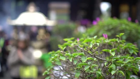 The view of temple. Stock Footage 100516923