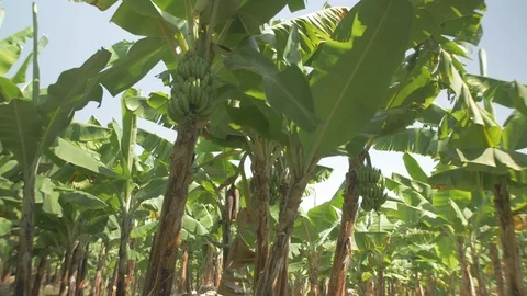 View of a tender banana on a tree Stock Footage 109196071