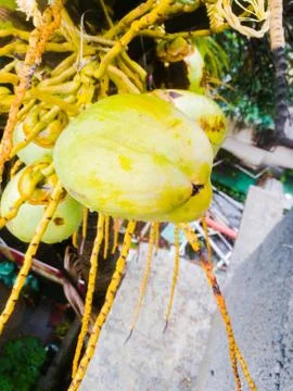 View of Tender coconuts hanging in a coconut tree. Stock Photos