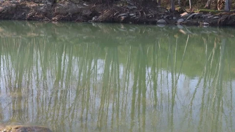 View of the Ter River where trees are reflected in the water Video stock 124857142