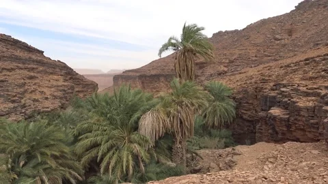 View on Terjit oasis, nestled in a gorge, Sahara, Mauritania Видео 150141553