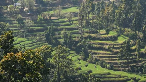 View of terraced green fields on a hillside, Nepal. Vídeos de archivo 335604139