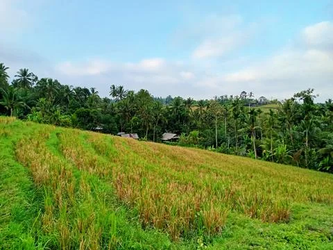 View of terraced rice fields in Bali Stock Photos