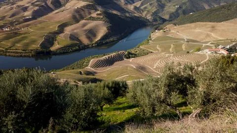 View of the terraced vineyards in the Douro Valley Stock Photos