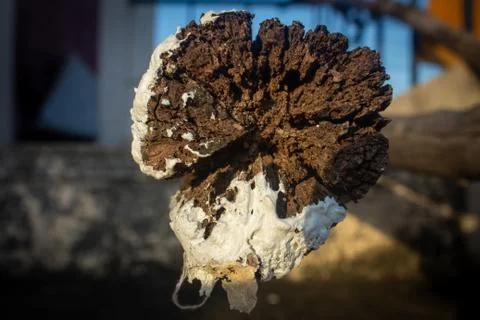 View of texture of logged tree trunk Stock Photos