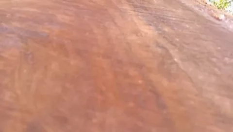 View of the texture of a rain tree trunk with green leaves. Stock Footage 327530111