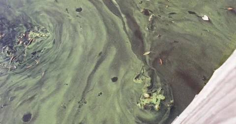 View of thick green algae covering stagnant water with swirling pattern Stock Footage 310322539