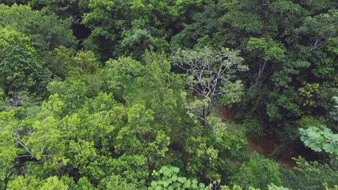 The view on the thick green forest with their palms and tropical trees and Stock-Footage 72141321