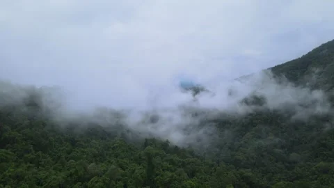 View of thick white sea of mist covering lush green mountains for travel Stock Footage 308230469