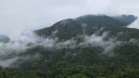 View of thick white sea of mist covering lush green mountains for travel Stock Footage 308230679