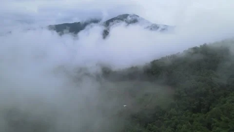 View of thick white sea of mist covering lush green mountains for travel Stock Footage 308230730