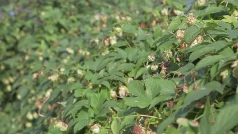 View of the thicket of hops in autumn Stock Footage 160760655