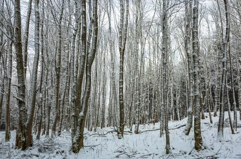 View of thin trees covered with white snow. Sunny winter day. Stock Photos