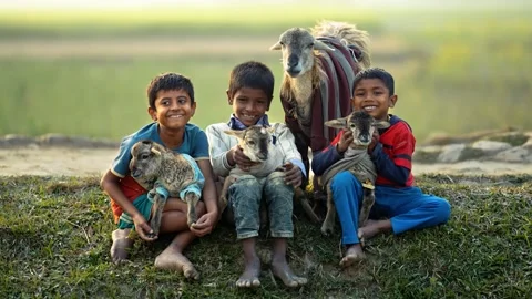 View of three boys holding lambs in a rural field, Bangladesh. Vidéo 335599933