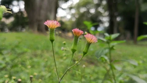 View of three flowers of canada thistle in a beautiful park with grass and trees Stock Footage 100136632