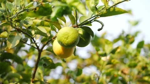 View of three Lemon hanging on single branch of Lemon tree Stock Footage 151956311
