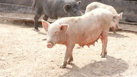 View of three pigs standing, View of pinkish female pig Vídeo Stock 147676028