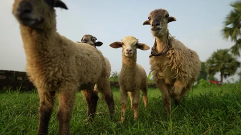View of three sheep standing in a green field, Bangladesh. Stock Footage 336414035