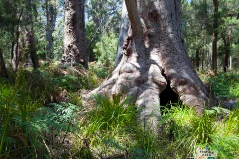 View through the ancient red tingle forest Stock Photos