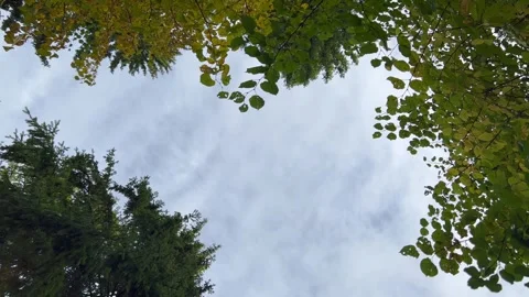 View through the autumn foliage in the park. Golden tree leaves.  Stock Footage 252173292