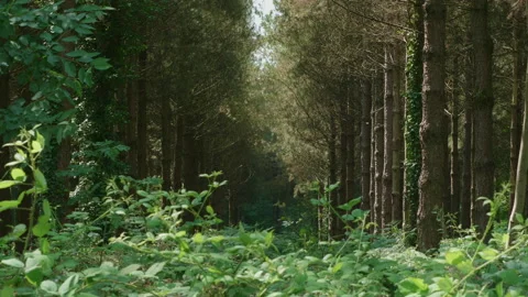 A view through an avenue of trees in a coniferous pine forest. 4K locked tripod Stock Footage 157235300